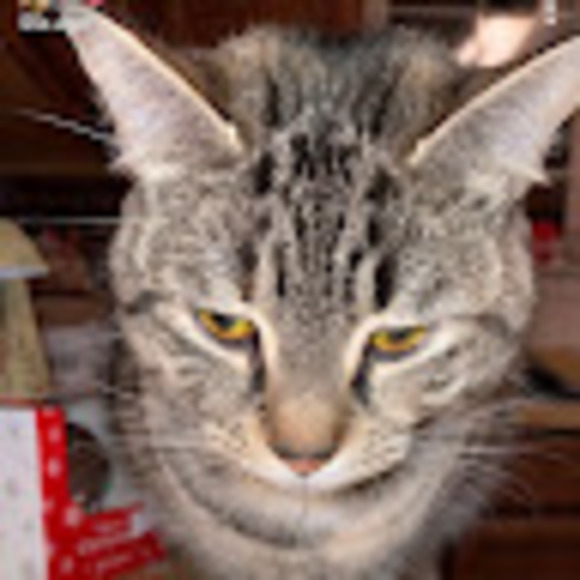 Meet your Posher, Nathaniel - Picture 1 of 1